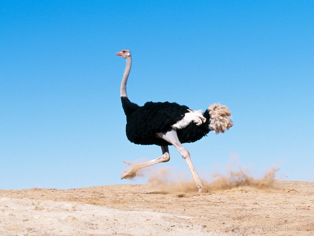 I'm Late! Black Feathered Ostrich